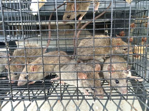 Rat Trapping | Alpharetta - Suwanee - Johns Creek - Duluth - Buford