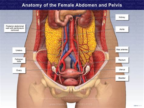 Female Anatomy Diagram