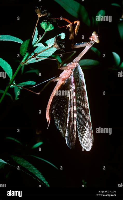 Madagascan Marbled Mantis/ Praying mantis (Polyspilota aeruginosa