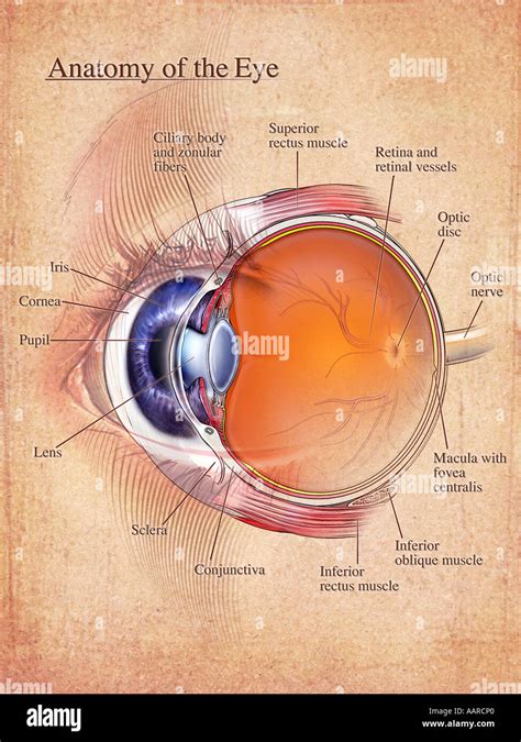 Fovea Eye Diagram