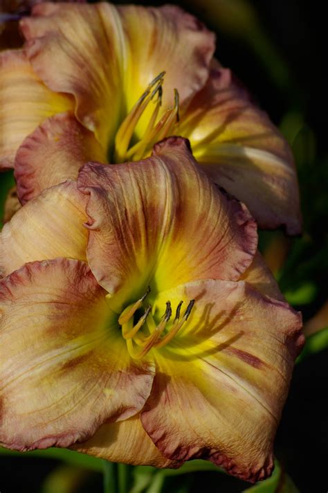 Free Images : flower, petal, yellow, garden, pink, lily, blooms