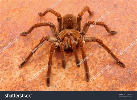 Goliath Birdeater Tarantula Theraphosa Blondi This Stock Photo 13280830 ...