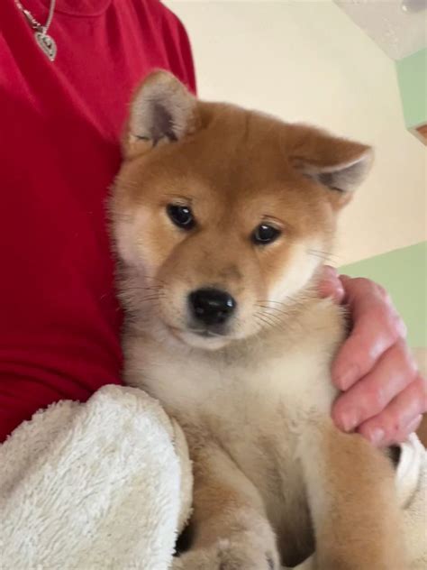 Moonlight Shiba Inu Breeder Kennel Home