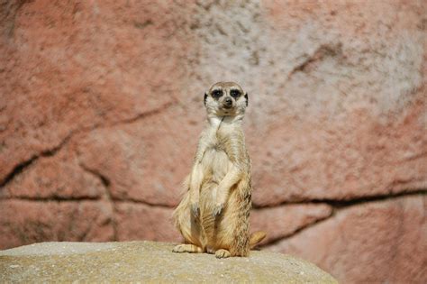 meerkat      meerkat stock  hd images
