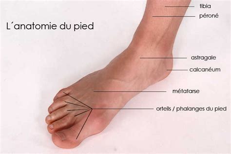 quelle est  anatomie du pied nosxat