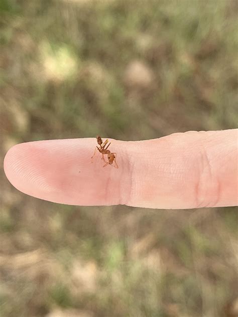This ant just bit my leg twice. What kind of ant is it? : r