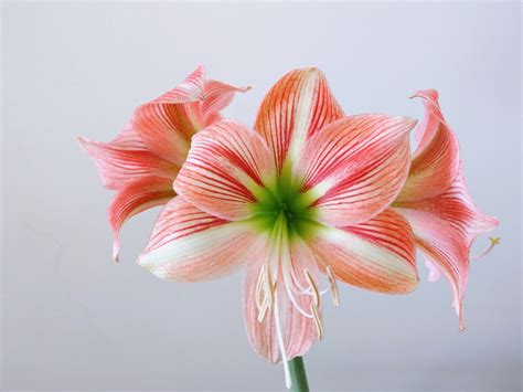 5 Most Beautiful Flowers in the World: A Visual Guide – Eternity Flower®