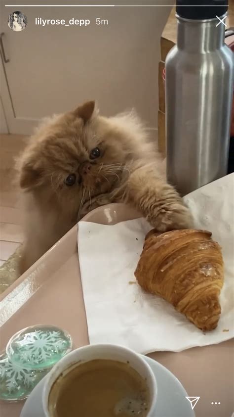 Cat croissant | Cute cats and dogs, Persian kittens, Gorgeous cats