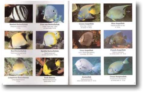DiveLogs - Reef Fish in a pocket (Florida Caribbean Bahamas).