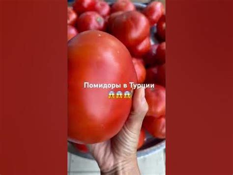 Это не ГМО!!!!!! Турецкие помидоры 🍅 #турция#турцияпродукты# ...