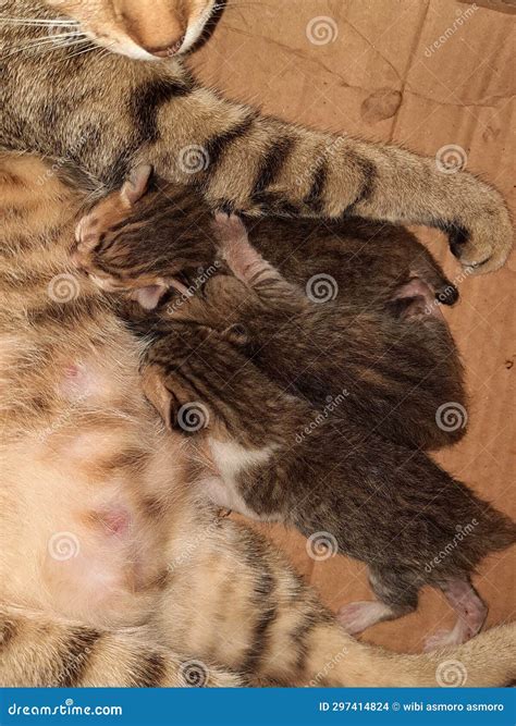 3 One Day Old Baby Kittens are Suckling from Their Mother Stock Photo