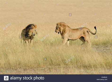 Male Female Lion Fighting High Resolution Stock Photography and Images ...