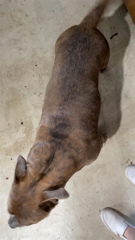 guide to rabbit overweight without vet 8