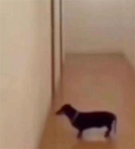 #funny #memesdaily #dog #reaction | Funny reaction pictures, Really funny pictures, Reaction
