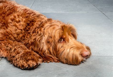 7 Common Labradoodle Health Issues to Watch Out For (Vet Answer) | Hepper
