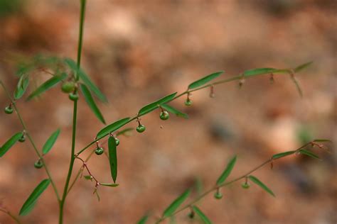 flora  botswana species information individual images phyllanthus