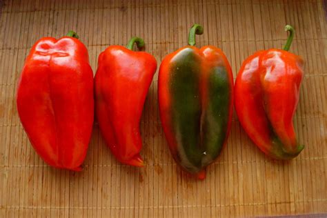 Сладкие перцы сербской селекции — 6 самых вкусных сортов. Описания и ...