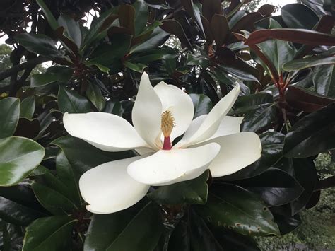 Tree of the month: Southern Magnolia - Shelter Island Friends of Trees