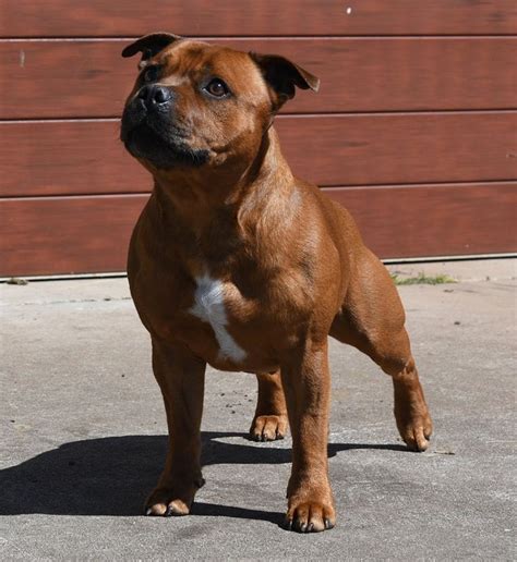 a brown and white dog standing in front of a garage door