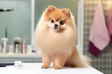 How to Groom a Pomeranian (The Secrets to Brushing, Bathing, and More)