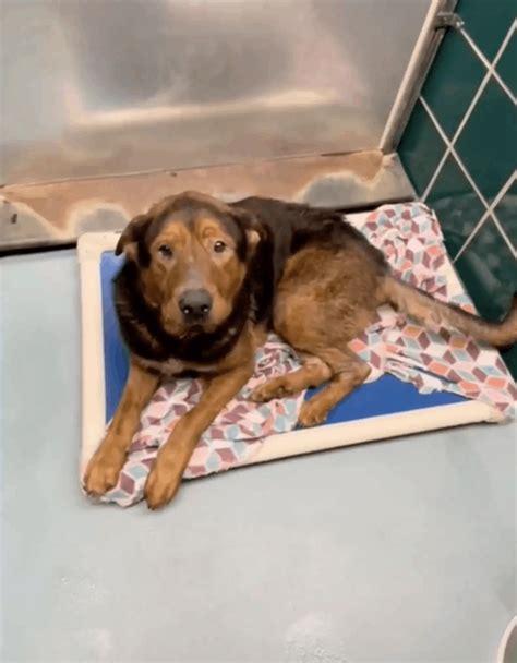 Rescue of a shelter dog that had given up all hope just before euthanasia