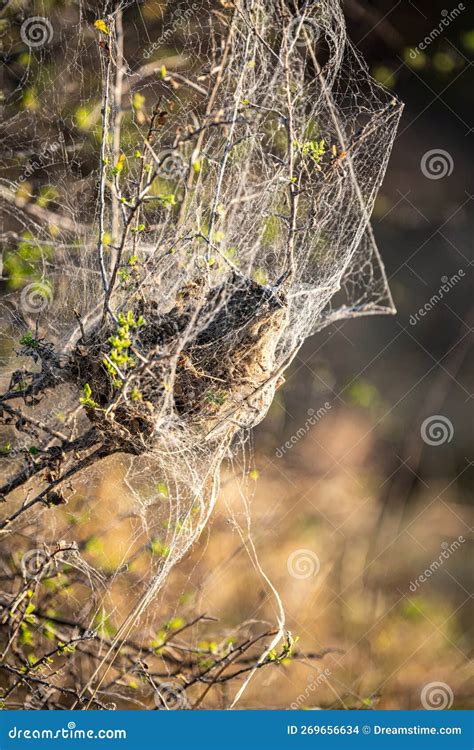 African Social Spider Nest (Stegodyphus Dumicola) in the Morning Sun at ...