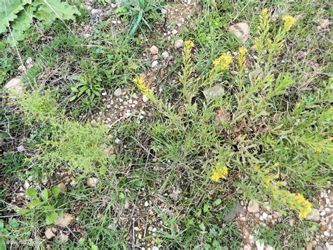 Κόνυζα: Το φυσικό φυτικό εντομοκτόνο - Εναλλακτική Δράση