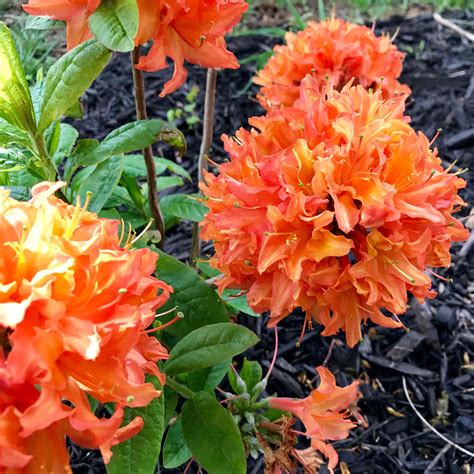 10 Types of Azaleas for Your Flower Garden