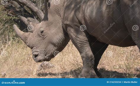 Rhino Bulls in Africa - Big Five Animals Stock Footage - Video of ...