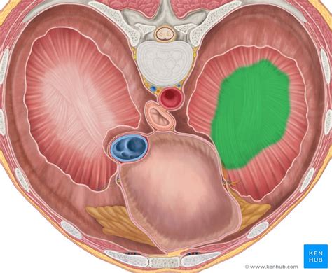 Superior phrenic artery: Anatomy, supply | Kenhub