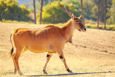 Male Eland Antelope stock image. Image of vertebrates - 112444213