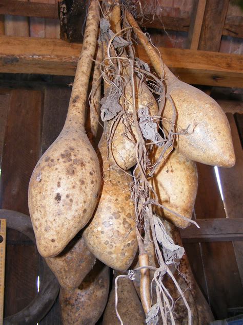 Fotos gratis : madera, comida, Produce, vegetal, botella, seco, Plantas ...