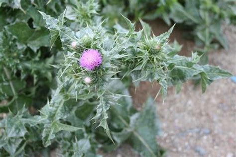 chardon voyages en tunisie