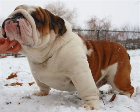 Are There Different Types Of English Bulldogs