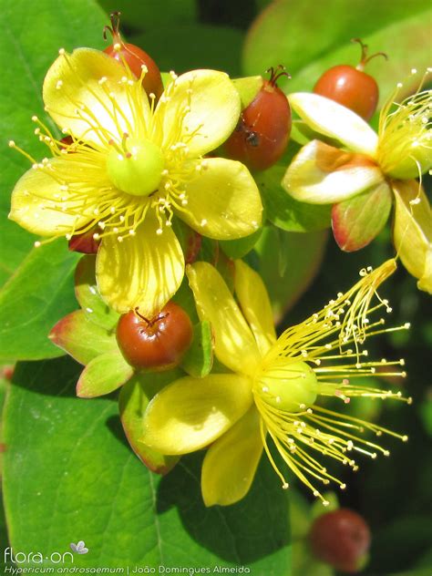 Hypericum androsaemum | Flora-On