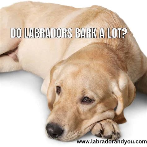When Is National Labrador Day? Things To Know
