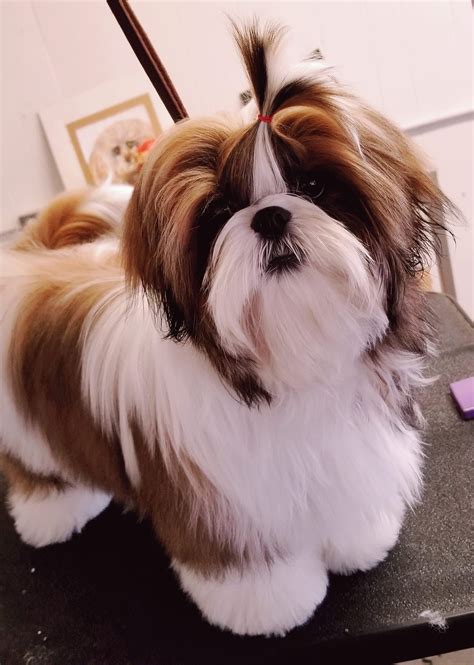 Shih tzu vs lhasa apso simple way to tell them apart – Artofit