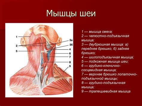 Мышцы человека - презентация онлайн