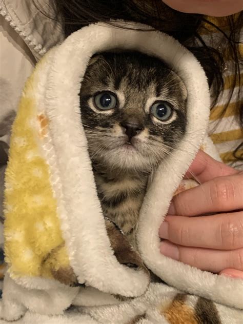 babushka kitty : r/cats