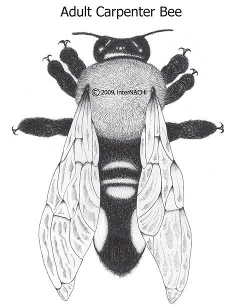 Adult Carpenter Bee - Inspection Gallery - InterNACHI®