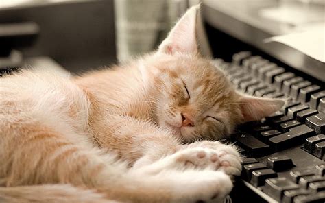 Online crop | HD wallpaper: cat, sleeping, keyboard | Wallpaper Flare