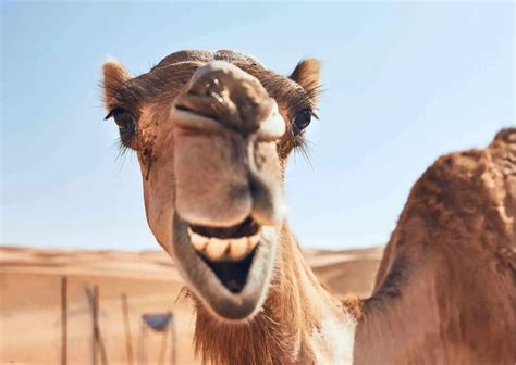 Camel Behavior - AnimalBehaviorCorner