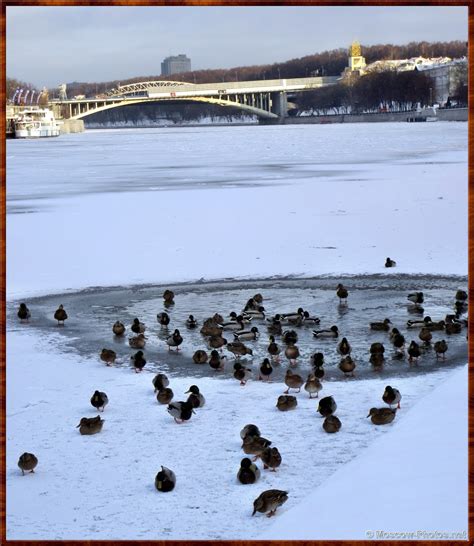 Moscow Winter (5) | Moscow Photos, Pictures of Moscow...