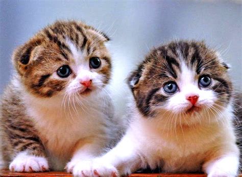 KUMPULAN GAMBAR LUCU KUCING | Harian Nusantara