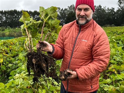 Managing Your Blood Sugar Levels? – Zestt Wellness