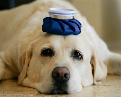 Lyme Disease In Dogs