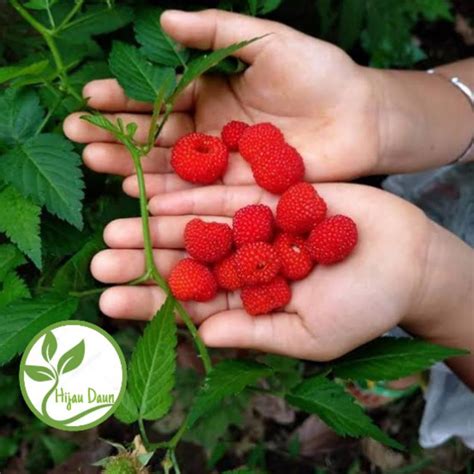 detail gambar pohon arbei koleksi nomer