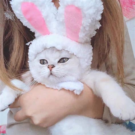 tai anh meo cute mien phi ngay hom nay de dang va nhanh chong chua