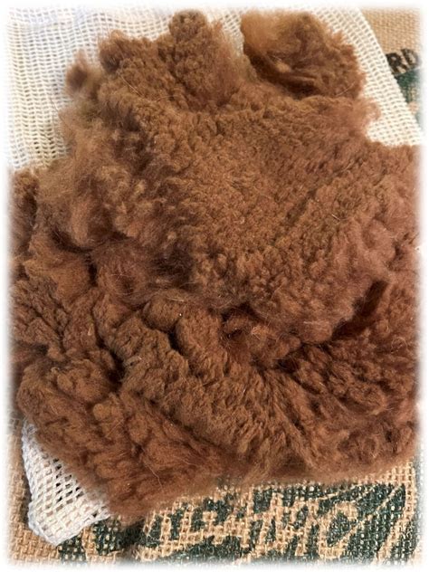 Paco-vicuna Soft Luxury Rare & Fine Wool Raw Fiber 28g A Spinner's and ...