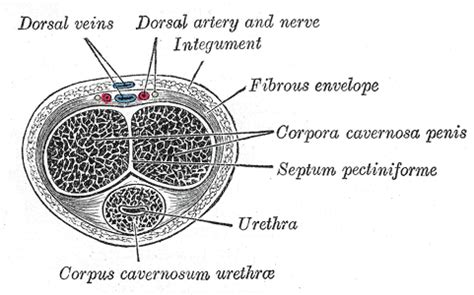 frontal lobe   penis   male human
